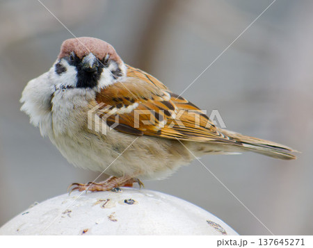 丸いポールにとまるふっくらしたスズメ Eurasian Tree Sparrow perched o 丸いポールにとまるふっくらしたスズメ Eurasian Tree Sparrow perched o 137645271