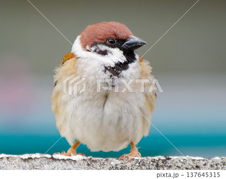 ふっくらしたスズメのクローズアップ Eurasian Tree Sparrow close up ふっくらしたスズメのクローズアップ Eurasian Tree Sparrow close up 137645315