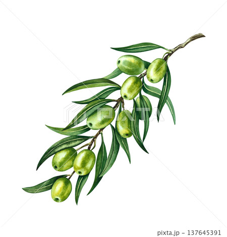 Olive branch with green leaves and fruits. Hand-drawn watercolor illustration. Isolate. Perfect for labels, prints, and decor, as well as packaging, banners, posters, and more. Olive branch with green leaves and fruits. Hand-drawn watercolor illustration. Isolate. Perfect for labels, prints, and decor, as well as packaging, banners, posters, and more. 137645391
