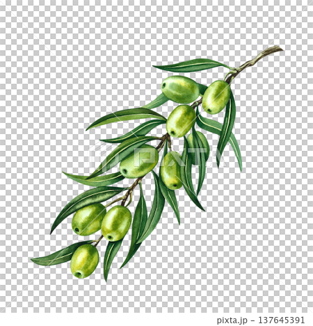 Olive branch with green leaves and fruits. Hand-drawn watercolor illustration. Isolate. Perfect for labels, prints, and decor, as well as packaging, banners, posters, and more. Olive branch with green leaves and fruits. Hand-drawn watercolor illustration. Isolate. Perfect for labels, prints, and decor, as well as packaging, banners, posters, and more. 137645391