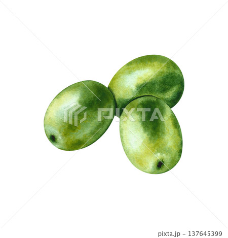 Close-up of green olives. Hand-drawn watercolor illustration. Isolate. Perfect for labels, prints, and decor, as well as for packaging, banners, posters, and more. Close-up of green olives. Hand-drawn watercolor illustration. Isolate. Perfect for labels, prints, and decor, as well as for packaging, banners, posters, and more. 137645399
