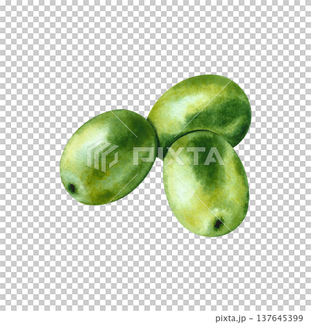 Close-up of green olives. Hand-drawn watercolor illustration. Isolate. Perfect for labels, prints, and decor, as well as for packaging, banners, posters, and more. Close-up of green olives. Hand-drawn watercolor illustration. Isolate. Perfect for labels, prints, and decor, as well as for packaging, banners, posters, and more. 137645399