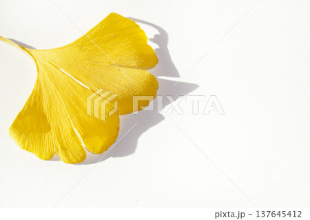 These are ginkgo leaves that have turned yellow. These are ginkgo leaves that have turned yellow. 137645412