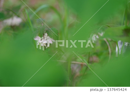 オドリコソウ 137645424