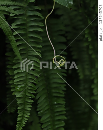 ​シダの葉と螺旋状の蔓に宿る水滴の深度合成マクロ 137645708