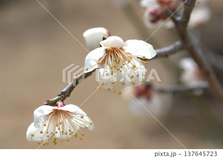 白い梅の花 白い梅の花 137645723