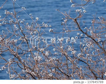 海のそばに白い木の実がなってました 海のそばに白い木の実がなってました 137645789