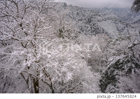雪（ケーブルカー高尾山駅） 137645824