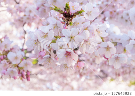 満開のオオカンザクラ（名古屋市東区） 137645928