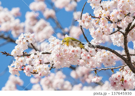 オオカンザクラとメジロ(愛知県名古屋市東区) オオカンザクラとメジロ(愛知県名古屋市東区) 137645930