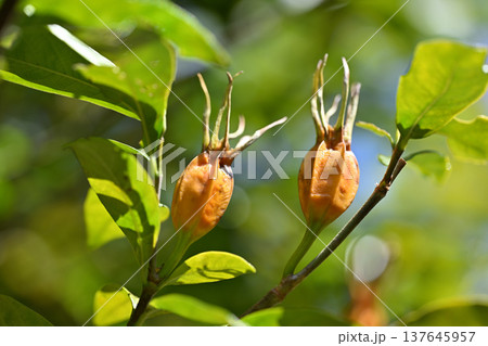 完熟したクチナシ（梔子）の果実 137645957