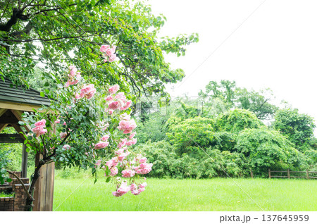 バラ園 137645959