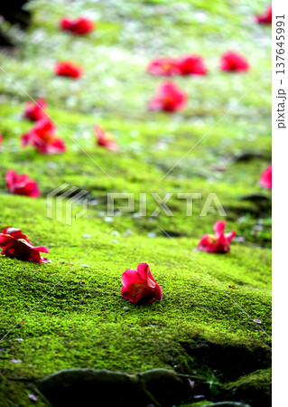 城南宮の苔むした庭園に落ちた椿の赤い花びら 城南宮の苔むした庭園に落ちた椿の赤い花びら 137645991