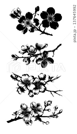 A set of sakura branches and flowers . Hand drawn. Not AI, vector illustration. A set of sakura branches and flowers . Hand drawn. Not AI, vector illustration. 137645992
