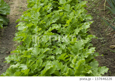A close-up of a turnip field. A close-up of a turnip field. 137646226