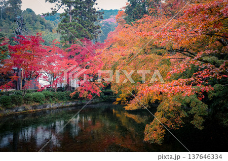 Nov 25 2025 Serene Autumn Pond Beside Kiyomizu dera Temple Kyoto Nov 25 2025 Serene Autumn Pond Beside Kiyomizu dera Temple Kyoto 137646334