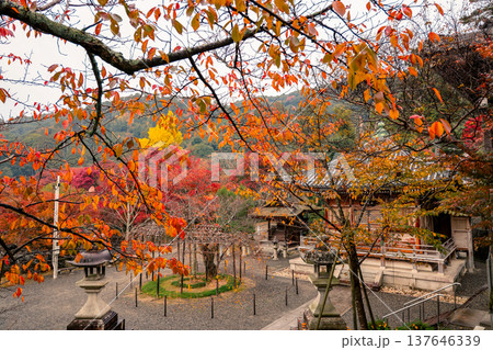 Nov 25 2025 Scenic Red Maple View from Kiyomizu dera Temple 137646339