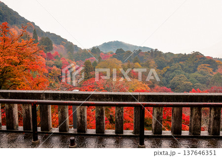 Nov 25 2025 Scenic Red Maple View from Kiyomizu dera Temple 137646351