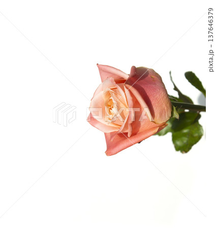 It's a pink rose in full bloom. It's a pink rose in full bloom. 137646379
