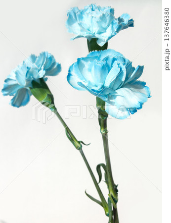 It is a blue carnation . 137646380