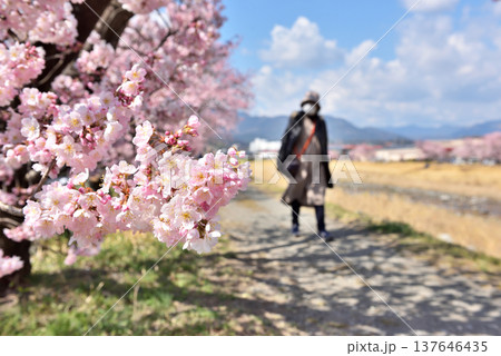 狩川両岸に咲く春めき桜 狩川両岸に咲く春めき桜 137646435