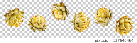 Multiple yellow artichokes arranged in a seamless pattern, isolated on white background, concept of healthy food and design Multiple yellow artichokes arranged in a seamless pattern, isolated on white background, concept of healthy food and design 137646464