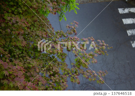 It is a maple tree that turns red. 137646518
