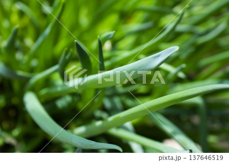 This is a close-up of a green onion. 137646519