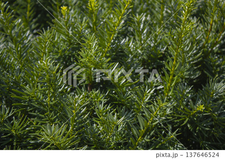 Taxus baccata close up. Green branches of yew tree(Taxus baccata, English yew Taxus baccata close up. Green branches of yew tree(Taxus baccata, English yew 137646524