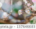 白い梅の花 137646683