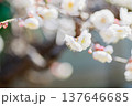 白い梅の花 137646685