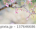 白い梅の花 137646686