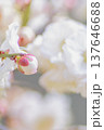 白い梅の花 137646688