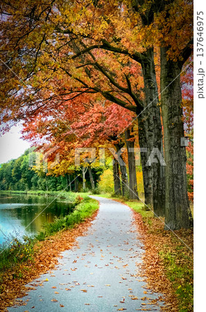Serene lakeside trail shaded by fall foliage and gentle ripples 137646975
