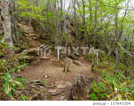 登山道の分かれ道 登山道の分かれ道 137647204