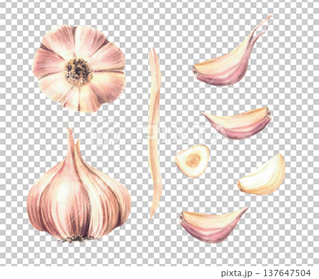 Watercolor Garlic set. Plant's stem, bulb and cloves whole and cut. Realistic vegetables hand drawn illustration isolated on white background Aromatic culinary herb, seasoning for food, Allium sativum Watercolor Garlic set. Plant's stem, bulb and cloves whole and cut. Realistic vegetables hand drawn illustration isolated on white background Aromatic culinary herb, seasoning for food, Allium sativum 137647504