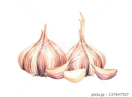 Watercolor Garlic. Plants two whole bulb with cloves. Realistic vegetables hand drawn illustration isolated from background. Aromatic culinary herb, seasoning for food, menu, recipe. Allium sativum. Watercolor Garlic. Plants two whole bulb with cloves. Realistic vegetables hand drawn illustration isolated from background. Aromatic culinary herb, seasoning for food, menu, recipe. Allium sativum. 137647507