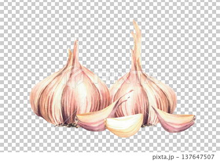Watercolor Garlic. Plants two whole bulb with cloves. Realistic vegetables hand drawn illustration isolated from background. Aromatic culinary herb, seasoning for food, menu, recipe. Allium sativum. Watercolor Garlic. Plants two whole bulb with cloves. Realistic vegetables hand drawn illustration isolated from background. Aromatic culinary herb, seasoning for food, menu, recipe. Allium sativum. 137647507