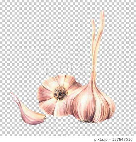 Watercolor Garlic. Plant's stem, whole tow bulb and cloves. Realistic dried vegetables hand drawn illustration isolated on white background. Aromatic culinary herb, seasoning for food, Allium sativum Watercolor Garlic. Plant's stem, whole tow bulb and cloves. Realistic dried vegetables hand drawn illustration isolated on white background. Aromatic culinary herb, seasoning for food, Allium sativum 137647510