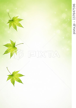 新緑のもみじの葉のグリーン背景 ナチュラルボタニカル背景素材 137647596
