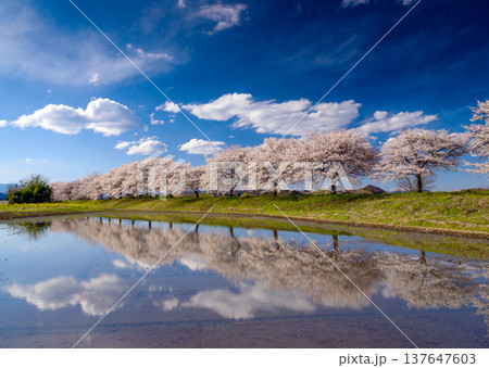 【上下対称】鏡面のような水面に映り込む桜と青空、爽やかで色彩豊かな春の素材 【上下対称】鏡面のような水面に映り込む桜と青空、爽やかで色彩豊かな春の素材 137647603