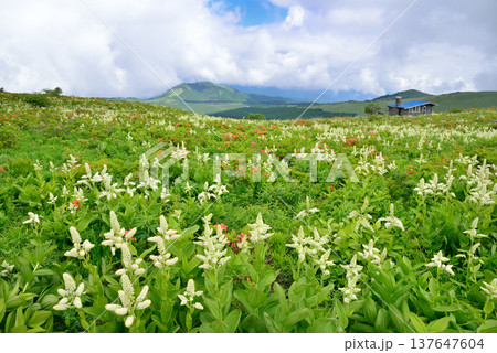 一面に咲き乱れるコバイケイソウ、霧ヶ峰・車山高原の清々しい初夏の絶景 137647604