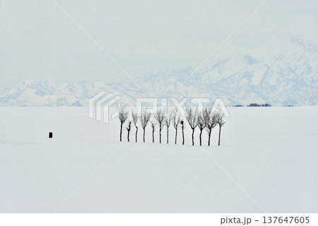 白銀の世界に一列に並ぶハサギ、越後平野の冬を彩る美しい雪景色 137647605