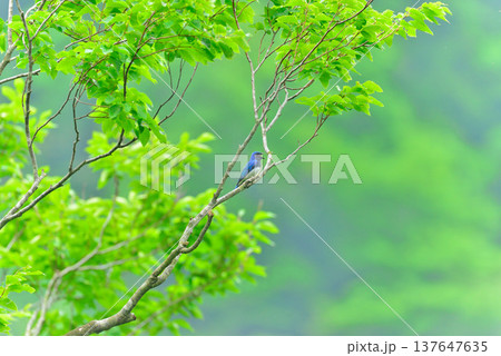 【風景素材】新緑の森とオオルリ、初夏の自然景観 【風景素材】新緑の森とオオルリ、初夏の自然景観 137647635
