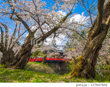 太い桜の幹の奥にお堀に架かる赤い橋と門が見える晴れた日の春景色 (青森県、弘前) 太い桜の幹の奥にお堀に架かる赤い橋と門が見える晴れた日の春景色 (青森県、弘前) 137647809