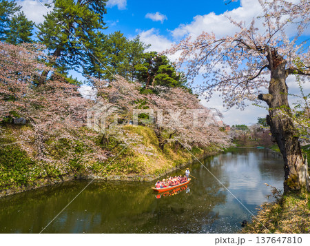 満開の桜並木に囲まれたお堀を進む大勢の乗客を乗せた観光舟の風景 (青森県、弘前) 137647810