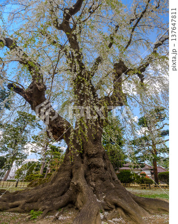 見上げるほど大きく太い根を張るシダレザクラの古木の春景色 (青森県、弘前) 137647811