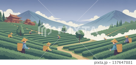 Traditional Tea Plantation on Misty Hills with Workers Harvesting Fresh Tea Leaves 137647881