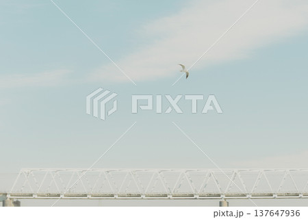 鉄橋と広い空を飛ぶユリカモメ 鉄橋と広い空を飛ぶユリカモメ 137647936