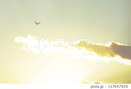 午後の日差しの空を飛ぶカワウ 137647939